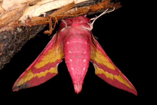 Deilephila porcellus - Copyright Denis Bourgeois